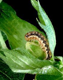 bollworm on cotton