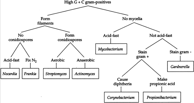 High G C Gram Positive Bacteria