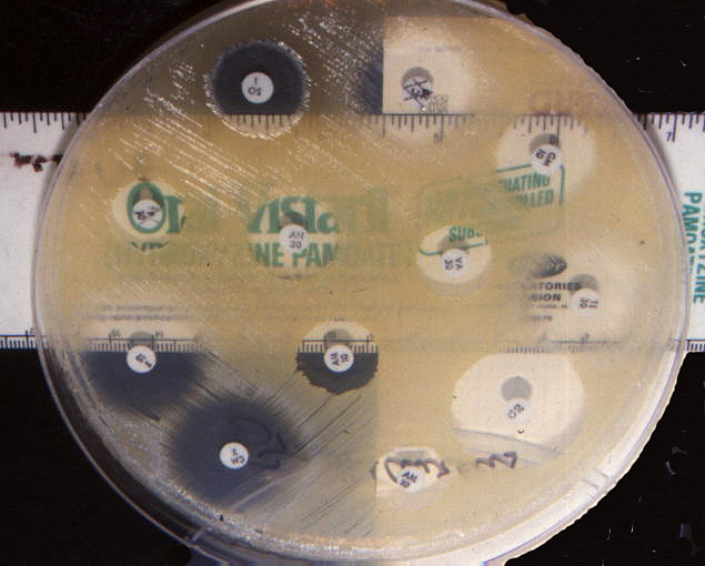 BSCI 424 Antibiotic Disk Susceptibilities