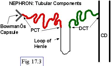 BSCI440 Lecture 11 Renal Structures