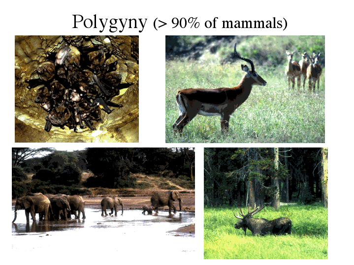 polygyny animals