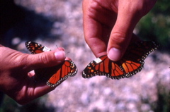 monarchs