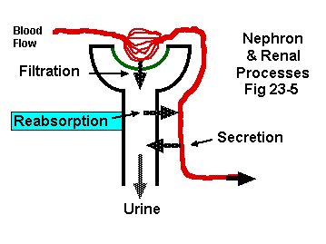 kidney nephron secretion