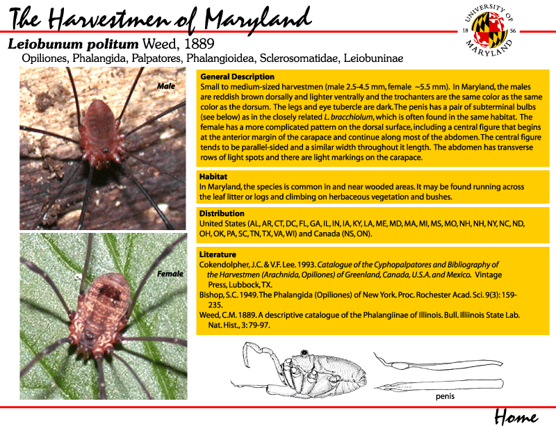 Maryland Biodiversity Project - Leiobunum vittatum