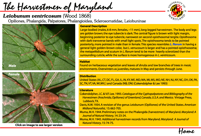 Maryland Biodiversity Project - Leiobunum vittatum