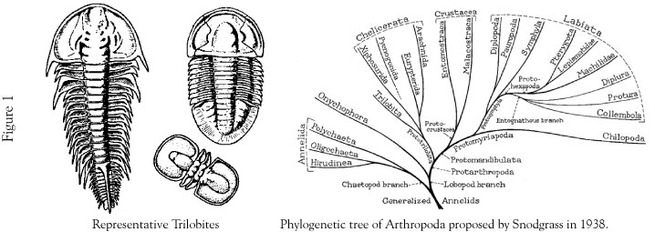 Реферат: The Evolution Of Trilobites Essay Research Paper