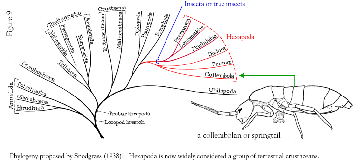 Adaptada de Parlebas 9  Download Scientific Diagram