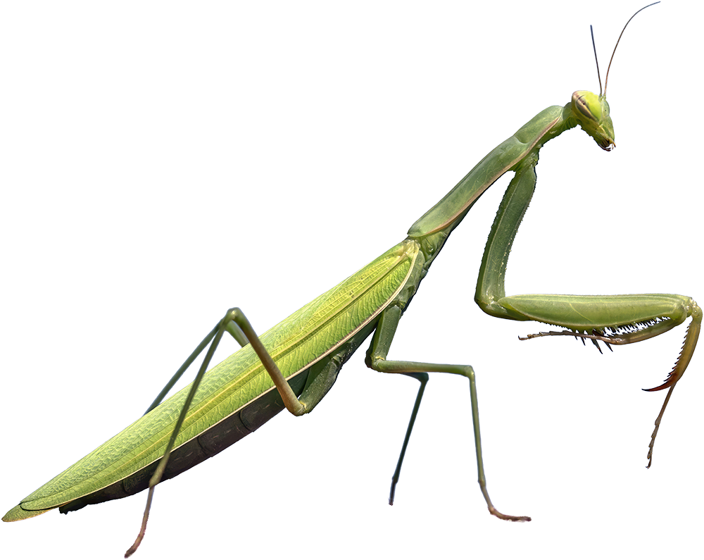 A praying mantis. Credit: Charles J. Sharp. CC SA 4.0