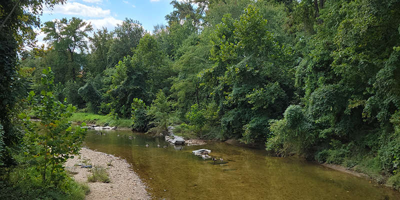 A photo of the Paint Branch Stream that flows through College Park. There are thick trees on one shore and a sandy bank on the other. The stream is broad, clear and shallow.