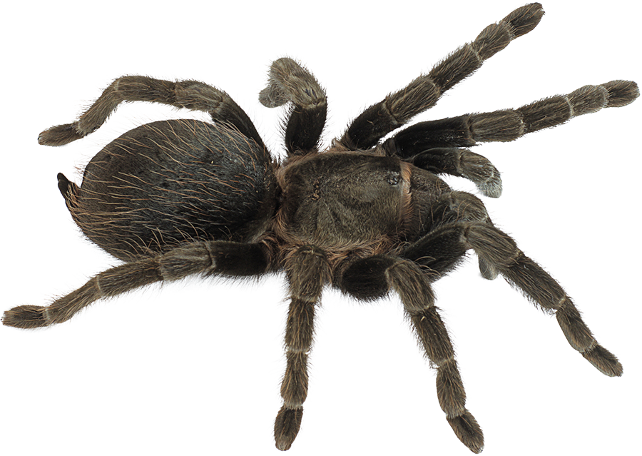 A tarantula