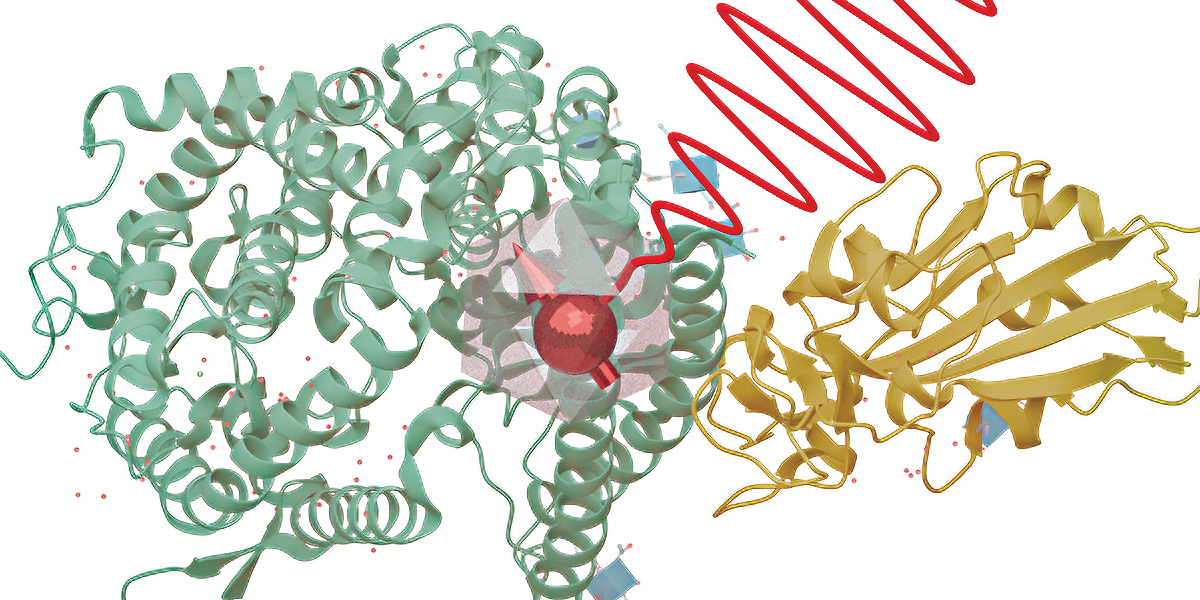 Quantum biosensing. Credit: Zhihao Song, UMD.