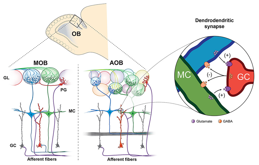 Neuromodulation in the Olfactory Bulb