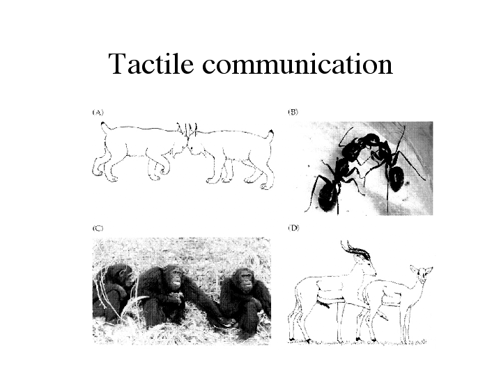 Tactile communication