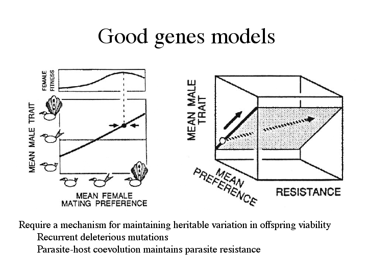 good genes hypothesis other name