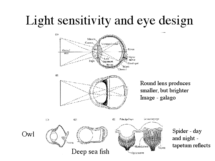 Light sensitivity and eye design