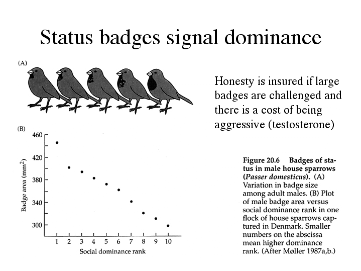 Status Badges