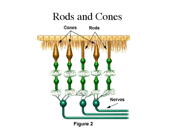 Rods and Cones