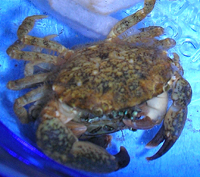 a pair of mud crabs mating in a bucket