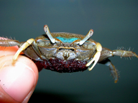 Female fiddler crab with egg mass