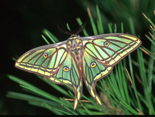 Graellsia moth, photo by Akito Kawahara
