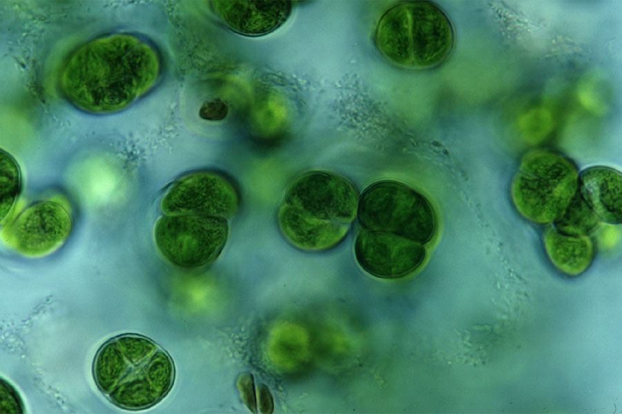 Chlorophytes (Green Algae) - Westerhoff Lab