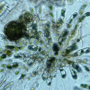 Pillow-shaped thallus of C. pulvinata with zygotes