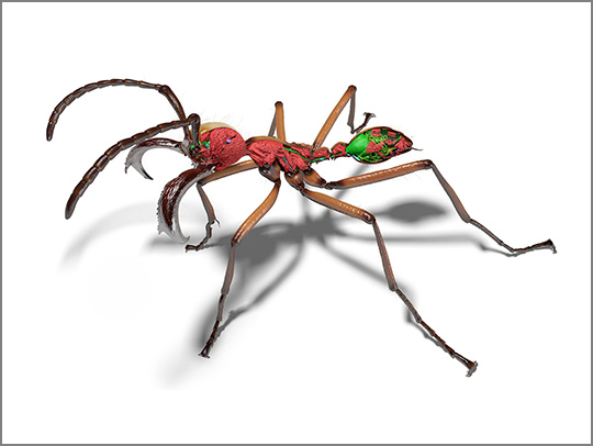 A 3D rendering of an ant