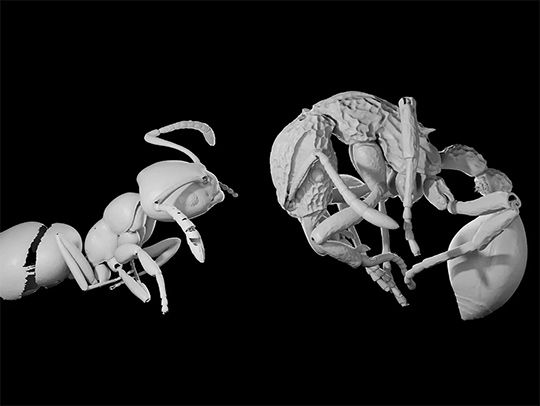 Two 3D models of different kinds of ants, side-by-side. Credit: Julian Katzke.