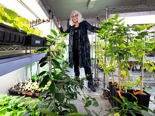 Anne Simon standing in her lab, surrounded by plants. Credit: John T. Consoli.