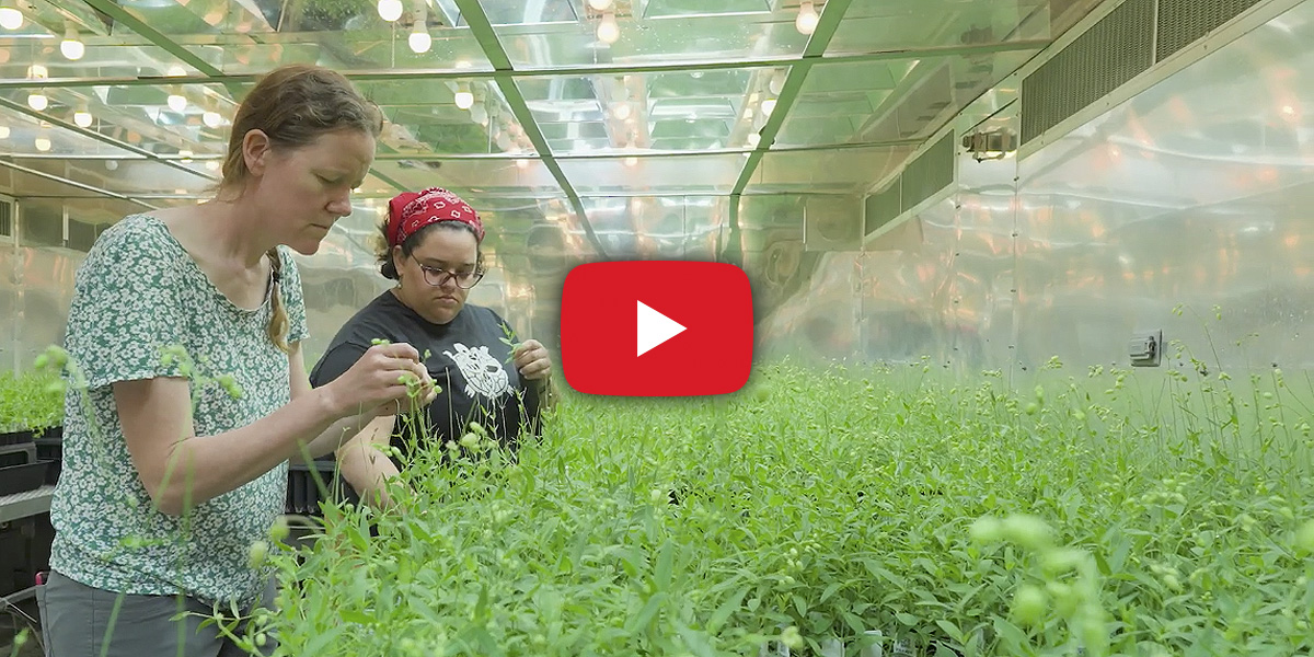 Emily Bruns and a student examining a specimen in a softly-lit greenhouse full of plants. Credit: Mark Sherwood.