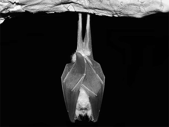 A black and white photo of a bat hanging from a cave ceiling. Credit: Remus86-Getty.