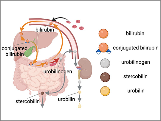 An illustration of bilirubin's path and activity through the body.