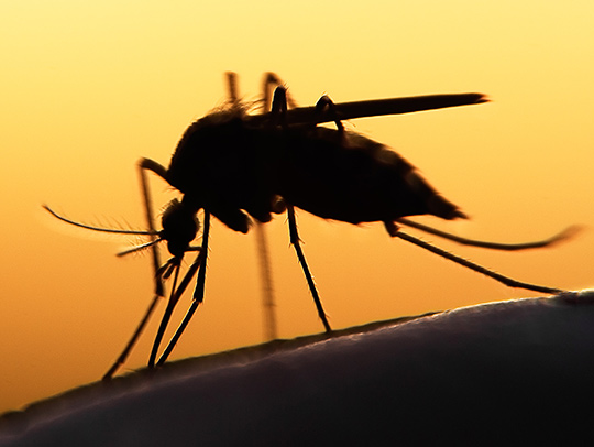 Silhouette of a mosquito against a sunset-colored background. Credit: Adobe Stock