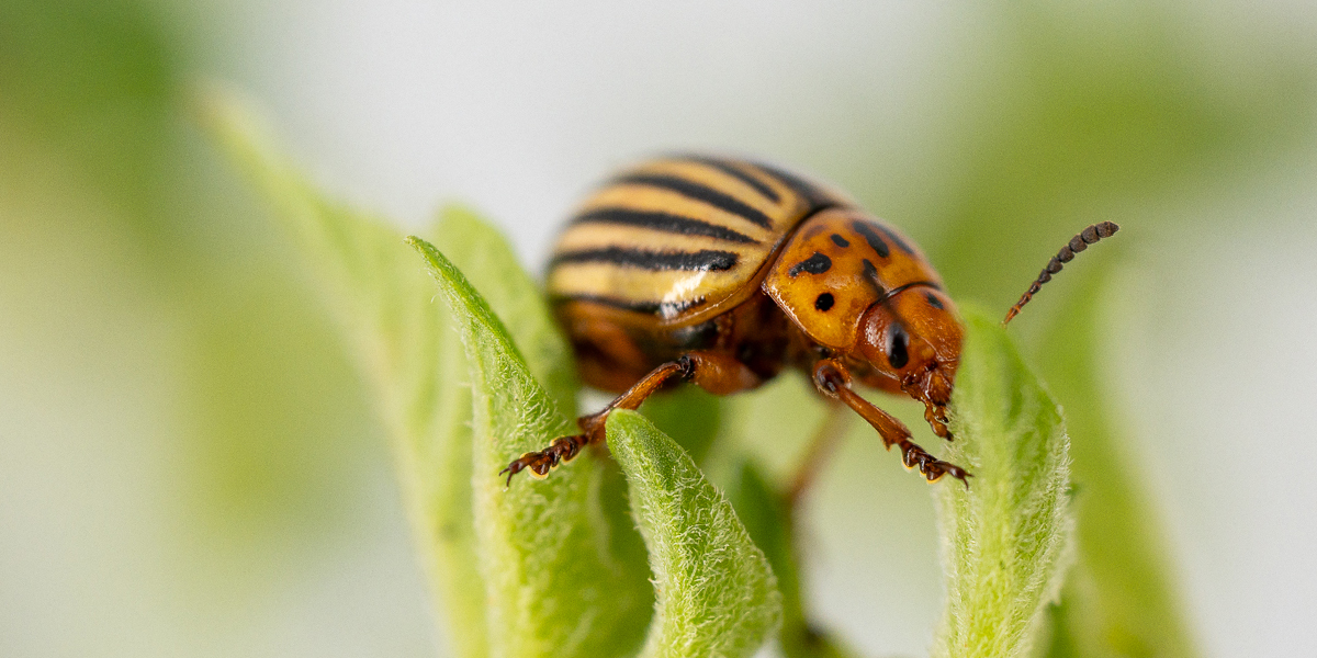 Super closeup image of a tiny, orange insect with a rounded carapice on a leaf. Credit: Mark Sherwood