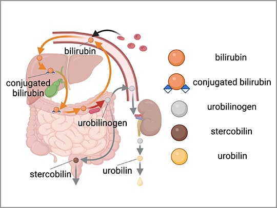 Illustration of the human digestive tract.