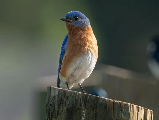 An eastern bluebird. Credit: Brooke McDonough-Smithsonian.