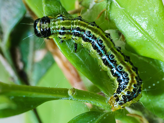 A box tree moth caterpillar on a leaf. Credit: Franz van Duns.