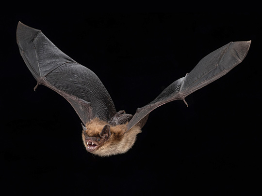 A brown bat in flights. Credit: Brock and Sherri Fenton.