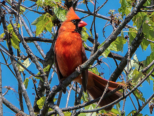 A bright red male cardinal bird perched in a maple tree. Credit: Mark Sherwood