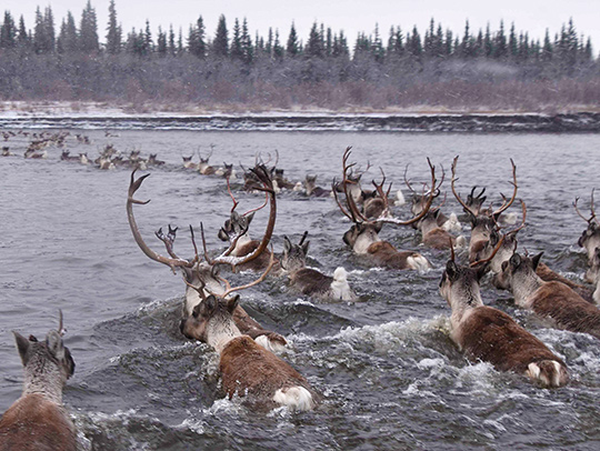 A herd of caribou crossing a river in the fall or early winter. Credit: NPS and Kyle Joly.