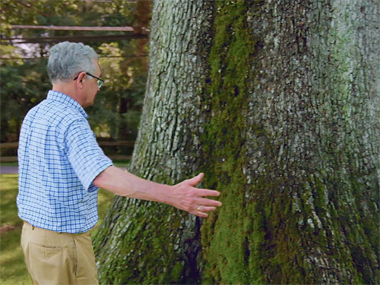 A man standing next to the trunk of a very large tree.