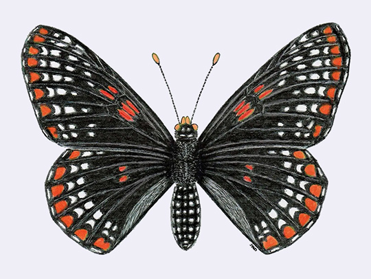 A drawing of a Baltimore checkerspot butterfly by late Professor of entomology Francis Eugene Wood.