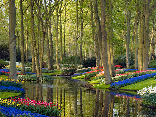 Landscape photo of a garden with a stream in the woods