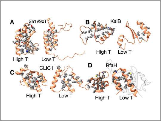 A 3D illustration showing studies of four different metamorphic proteins revealed that cold temperature can induce a transformation from one state to another. In each example, the low temperature (Low T) state is less ordered than the high temperature (high T) state.