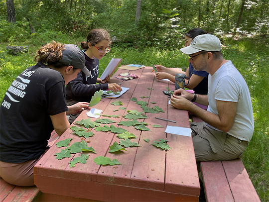 A group of cicada researchers gathered around a picnic table near the woods with partially eaten green leaves on it. Credit: Martha Weiss.