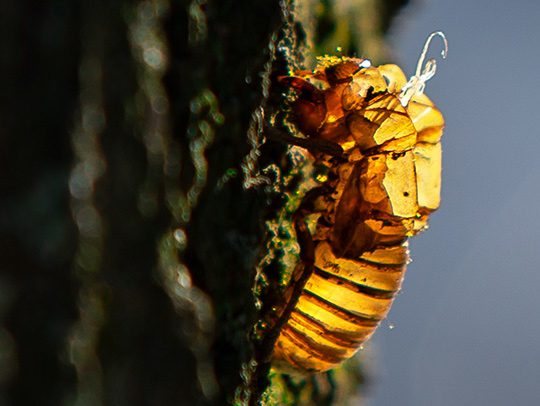 The shed exoskeleton of a cicada. Credit: John T. Consoli-UMD.