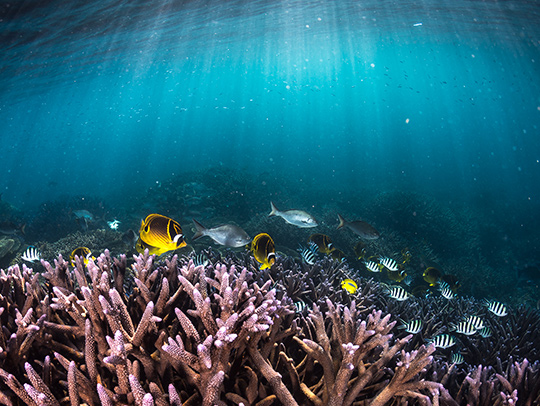 A coral reef and a school of tropical fish. Credit: Island Conservation and Matt Curnock