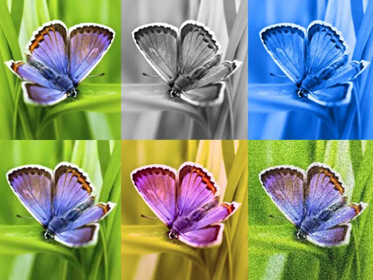 A colorful series of generative AI images of a butterfly.