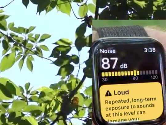 A smartwatch showing cicadas singing at 87dB