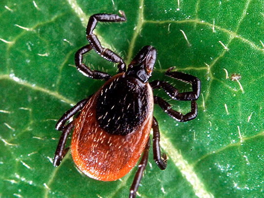 Deer tick on a leaf. Credit: U.S. Department of Agriculture.